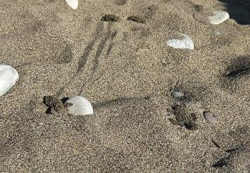 Kemer'de son caretta caretta yuvası açıldı