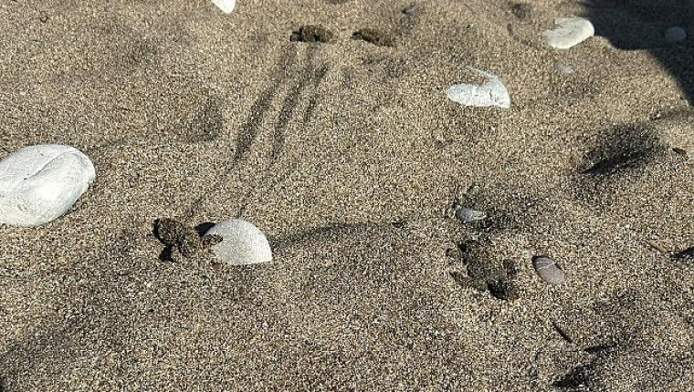 Kemer'de son caretta caretta yuvası açıldı
