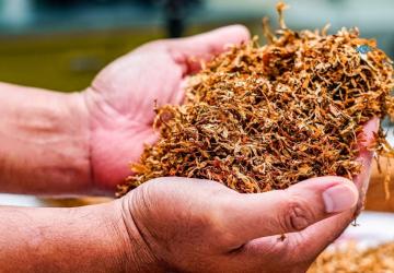 ‘Adıyaman Tütünü’nde kritik hafta: Fiyat, prim ve 2040 tartışması aynı anda gündemde