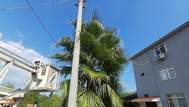 Kemer'de budama çalışmaları