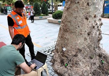 Asırlık ağaçlar tomografiyle korunacak