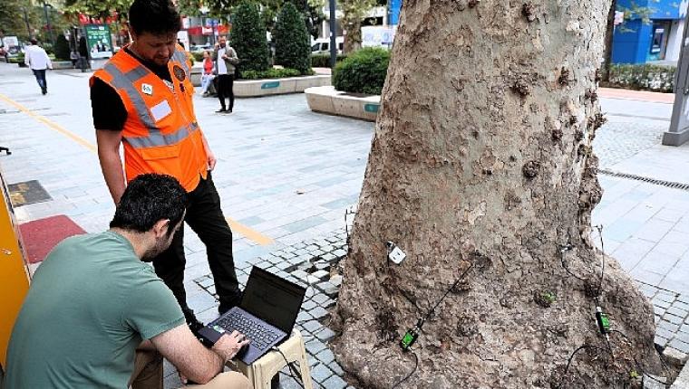 Asırlık ağaçlar tomografiyle korunacak