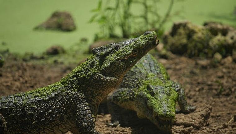 'Karayipler'in Vahşi Timsahları', 25 Ekim Pazar Saat 20.00'de National Geographic WILD Ekranlarında!