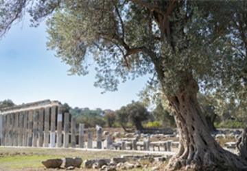 Teos'un taşları 2 bin 200 yıllık tarihi gün yüzüne çıkarıyor