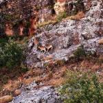 ADIYAMAN (PERRE) - (Emrah PARLAR) - Adıyaman Fotoğraf Topluluğu (AFOT) Başkan Yardımcısı Tuğçe Tanrıverdi, Adıyaman kent merkezine yakın konumda bulunan Zey Vadisi'nde gerçekleştirdiği doğa gezisinde bölgenin doğal güzel...