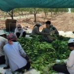 ADIYAMAN (PERRE) - (Şeriban ÖZÇAKMAK) - Tütün üreticisi İrfan Aşuk, tütün alımlarında bölgelere göre farklı fiyat, prim ve avans uygulandığını savunarak üreticiler arasında eşitlik sağlanması çağrısında bulundu.
