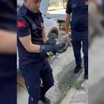 ADIYAMAN (PERRE) - Adıyaman'da, otomobilin motor kısmına giren yavru kedi itfaiye ekipleri tarafından kurtarıldı.