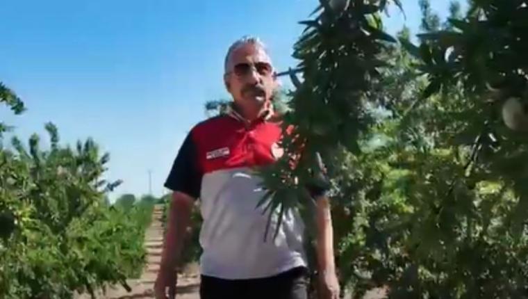 İl Tarım ve Orman Müdürü Akkan badem bahçelerinde incelemelerde bulundu - Videolu Haber