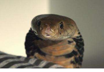 2 Bölümden Oluşan 'Şehirdeki Yılanlar: İstila', 4 ve 11 Temmuz Cumartesi Saat 20.00'de National Geographic WILD Ekranlarında İzleyicilerle Buluşuyor!