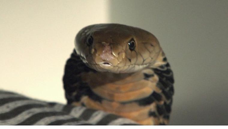 2 Bölümden Oluşan 'Şehirdeki Yılanlar: İstila', 4 ve 11 Temmuz Cumartesi Saat 20.00'de National Geographic WILD Ekranlarında İzleyicilerle Buluşuyor!