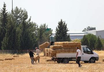Buca Belediyesi'nden hayvancılığa can suyu