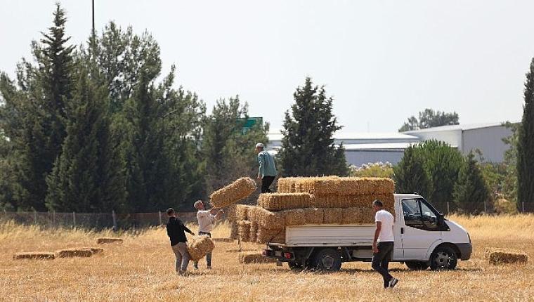 Buca Belediyesi'nden hayvancılığa can suyu