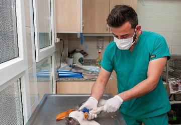 Karşıyaka Belediyesi ekipleri can dostlar için sahada