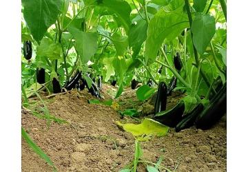 Büyükşehir'in sera desteği üretime güç kattı
