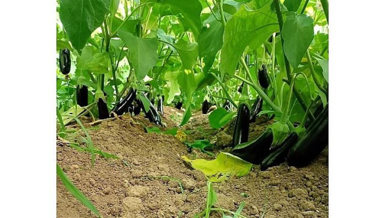 Büyükşehir'in sera desteği üretime güç kattı