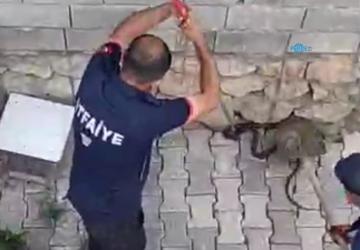 Gölbaşı'nda eve girmeye çalışan iki kara yılan yakalandı - Videolu Haber