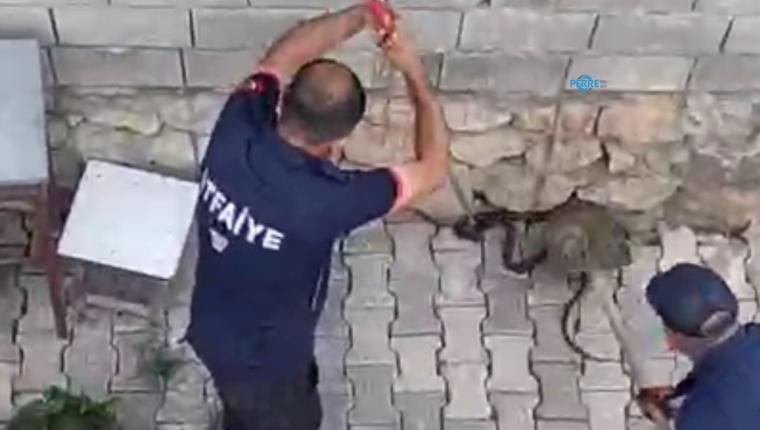 Gölbaşı'nda eve girmeye çalışan iki kara yılan yakalandı - Videolu Haber