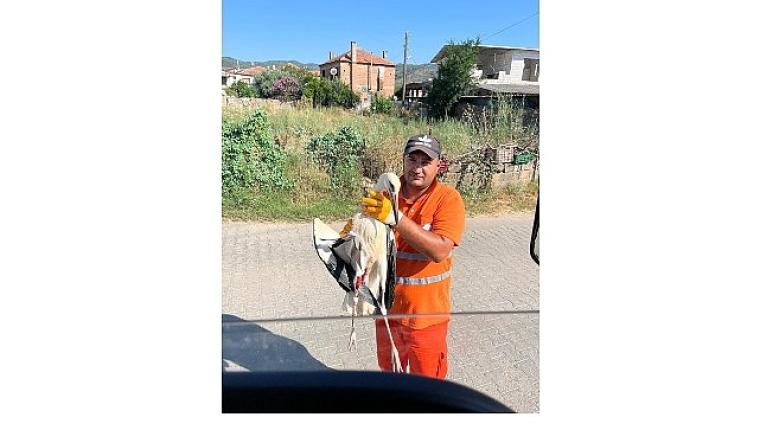 Belediye İşçisi, Görevi Sırasında Bulduğu Yaralı Leyleğin İmdadına Yetişti