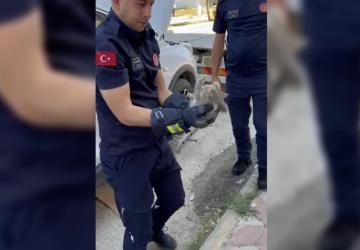 Otomobilin motor kısmına giren yavru kedi kurtarıldı - Videolu Haber