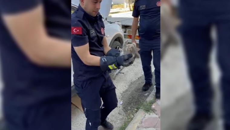 Otomobilin motor kısmına giren yavru kedi kurtarıldı - Videolu Haber