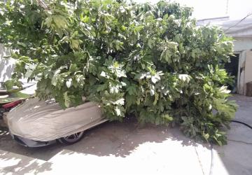 Adıyaman’da park halindeki aracın üzerine ağaç devrildi