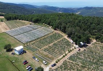 İznik'te Maviyemiş Hasadı Başladı