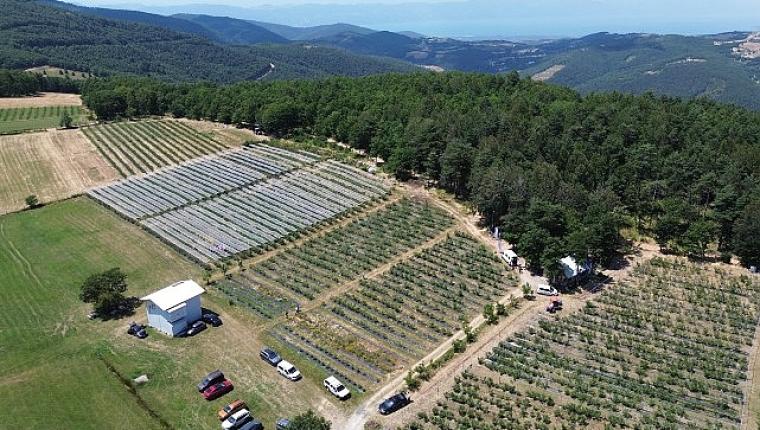 İznik'te Maviyemiş Hasadı Başladı
