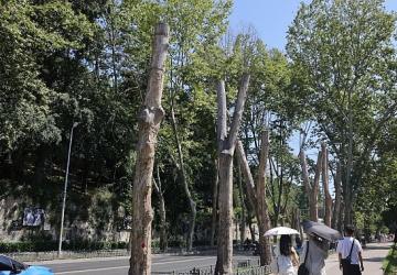 İBB'den Çınar Kanseri'ne Karşı Bilimsel Koruma
