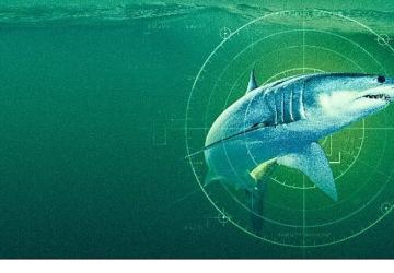 'Dünyanın En Büyük Mako Köpekbalığı', 19 Temmuz Pazar Saat 20.00'de National Geographic WILD Ekranlarında!