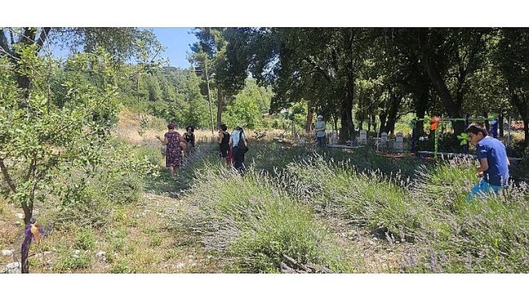 Vatandaşlar Gedelme'nin Mor Güzelliğiyle Buluştu