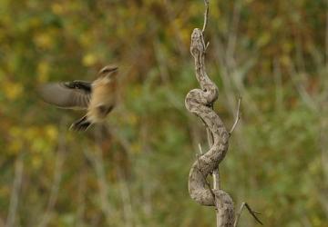 'Muhteşem Yırtıcılar: Zehirliler', 18 Temmuz Cumartesi Saat 20.00'de National Geographic WILD Ekranlarında İzleyicilerle Buluşuyor!