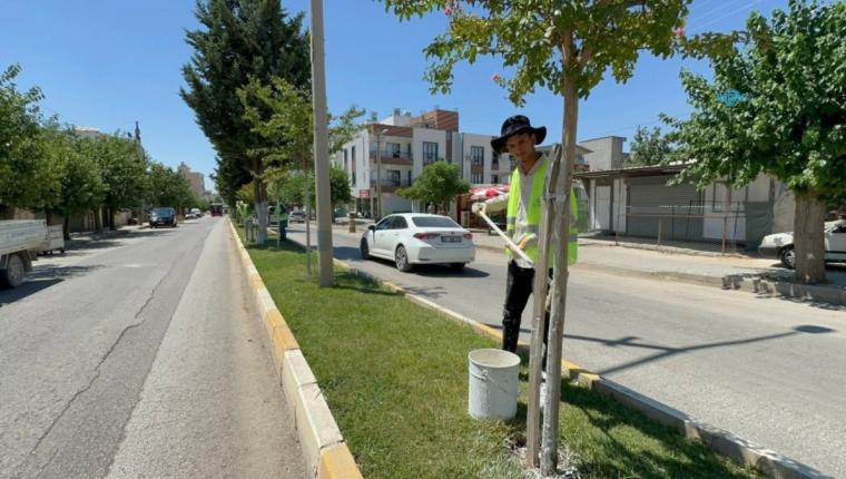 Başkan Tutdere’den yeşil dokuya koruma hamlesi: Ağaçlara kireçleme ve budama bakımı - Videolu Haber