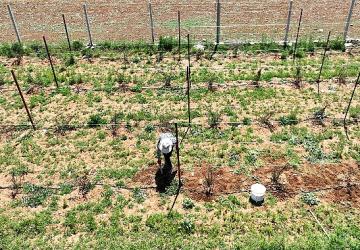 Büyükşehir'in enerji desteği ile Antalya tarımı kazanıyor