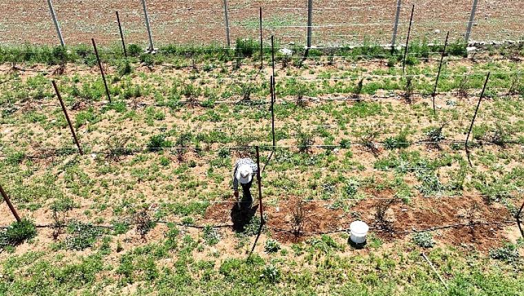 Büyükşehir'in enerji desteği ile Antalya tarımı kazanıyor