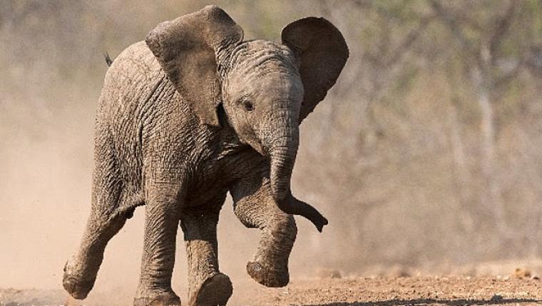 'Küçük Devler', 23 Ağustos Pazar Saat 20.00'de National Geographic WILD Ekranlarında!