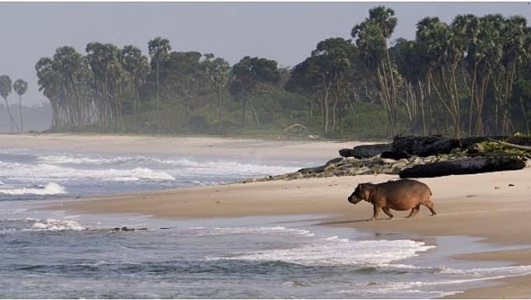 'Gabon'un Sörfçüleri: Ormandan Okyanusa', 22 Ağustos Cumartesi Saat 20.00'de National Geographic WILD Ekranlarında İzleyicilerle Buluşuyor!