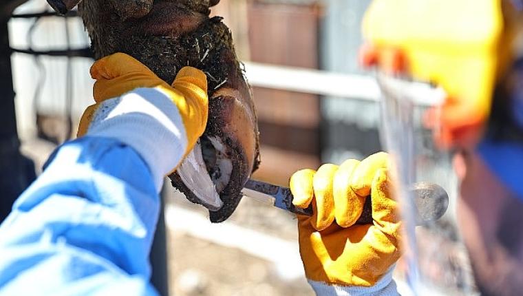 Büyükşehir'den üreticiye tırnak bakım desteği