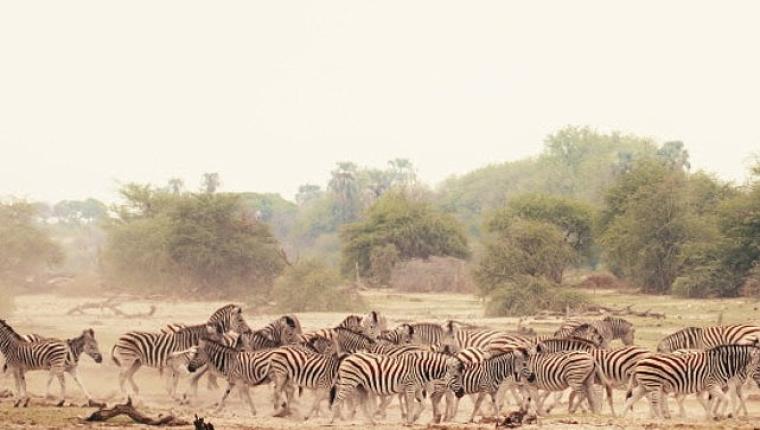 Sinematik Görselliğiyle Büyüleyecek Olan 'Vahşi Doğanın Tozu', 27 Eylül Pazar Saat 20.00'de National Geographic WILD Ekranlarında İzleyicilerle Buluşuyor!