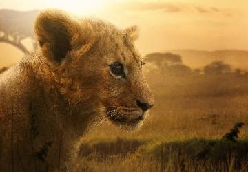 4 Bölümlük Belgesel Seri “Aslan Kralın Doğuşu" 19 ve 26 Ağustos Çarşamba Günleri 20.00'de İki Bölüm Art Arda National Geographic Ekranlarına Geliyor