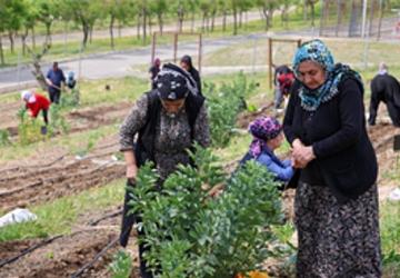 Toprakta hayat, sofrada bereket: Mahalle Bostanları'nda yaz hasadı