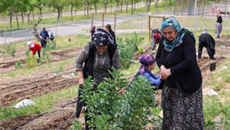 Toprakta hayat, sofrada bereket: Mahalle Bostanları'nda yaz hasadı