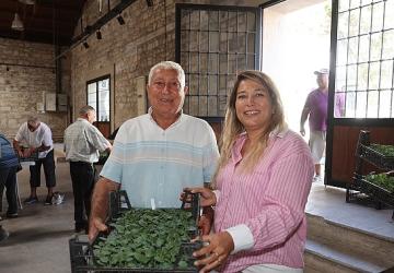 Urla'da üreticiye büyük destek: 120 bin kışlık sebze fidesi dağıtıldı