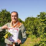 Coğrafi işaret tescilli Seferihisar Mandalinası'nda hasat başladı
