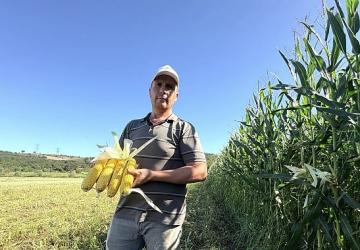 Kocaeli tarımında çift hasat dönemi