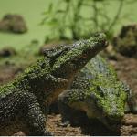 'Karayipler'in Vahşi Timsahları', 25 Ekim Pazar Saat 20.00'de National Geographic WILD Ekranlarında!