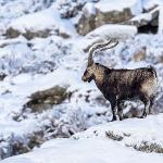 'Gredos: Dağların Kralı', 26 Eylül Cumartesi Saat 19.00'da National Geographic WILD Ekranlarında!