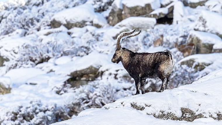 'Gredos: Dağların Kralı', 26 Eylül Cumartesi Saat 19.00'da National Geographic WILD Ekranlarında!