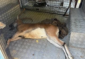 Kemer'de yaralı bulunan dağ keçisi tedavi altına alındı
