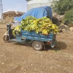 ADIYAMAN (PERRE) - (Berfin GÜRBÜZ) - Büyük Birlik Partisi (BBP) Adıyaman İl Başkanı Basri Atci, Adıyaman'da tütün üreticilerinin yaşadığı sorunlara dikkat çekerek, çiftçilerin emeğinin karşılığını alabilmesi için yetkili...