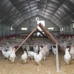 ADIYAMAN (PERRE) - (Şeriban ÖZÇAKMAK) - Adıyaman Belediyesi tarafından vatandaşların sağlıklı, güvenilir ve uygun fiyatlı gıdaya erişimini kolaylaştırmak amacıyla kurulan Gezen Tavuk Yumurta Üretim Merkezi'nde günlük üre...